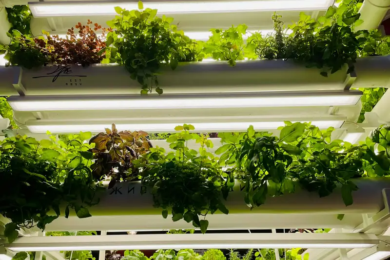 Leafy greens growing on lit vertical racks