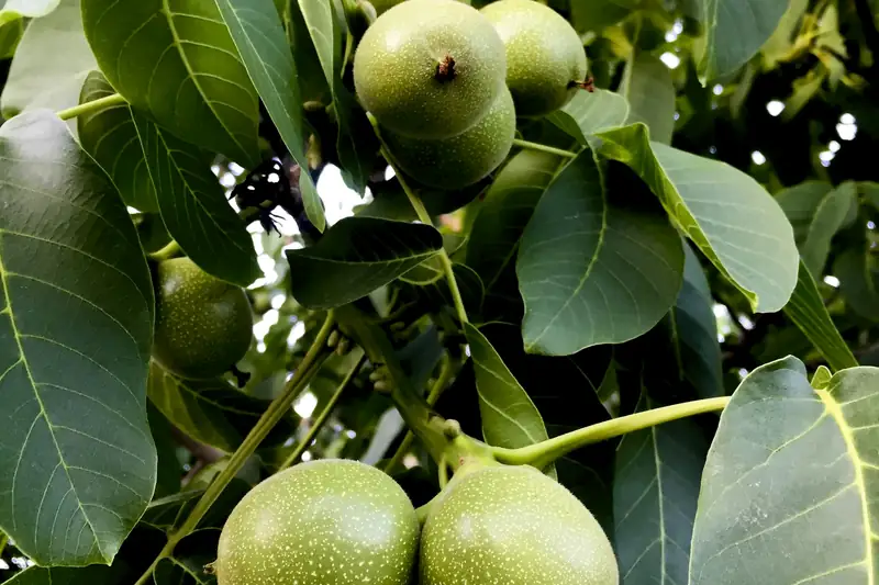 Green walnuts growing on the tree